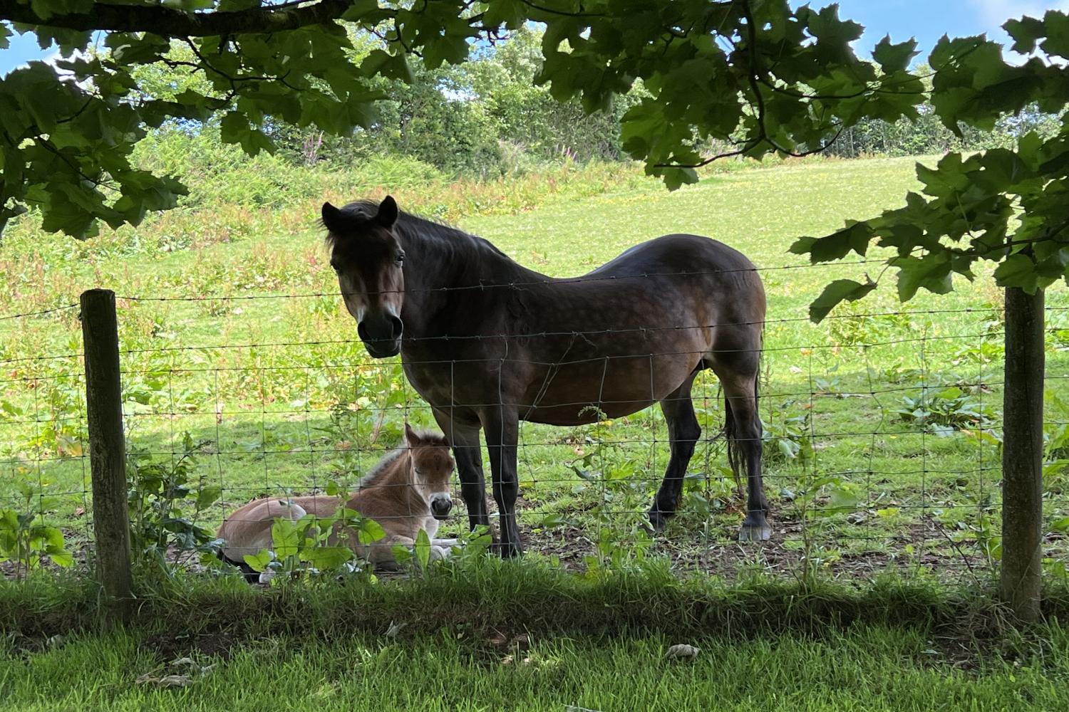 Exmoor pony and foal at Draydon Cottages