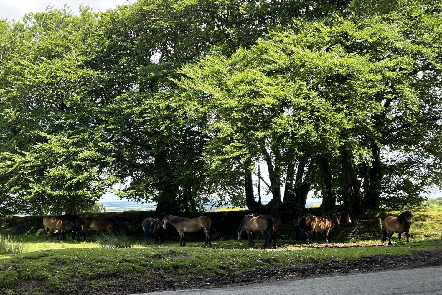 Exmoor ponies on moorland above Byre Cottage