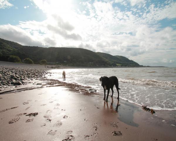 dog friendly accommodation exmoor