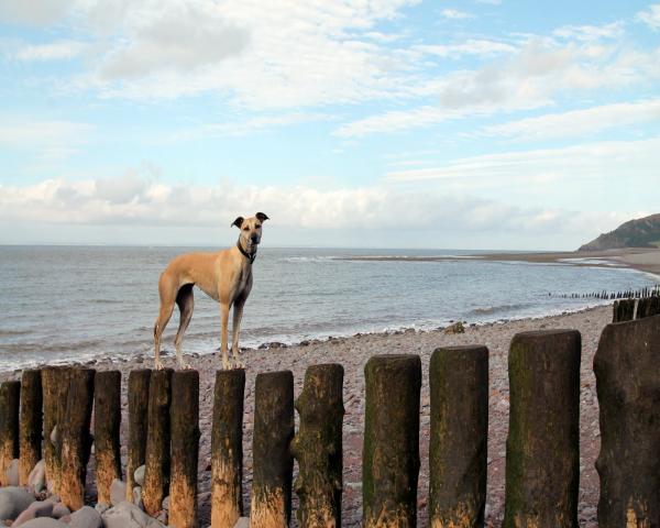 dog friendly accommodation exmoor