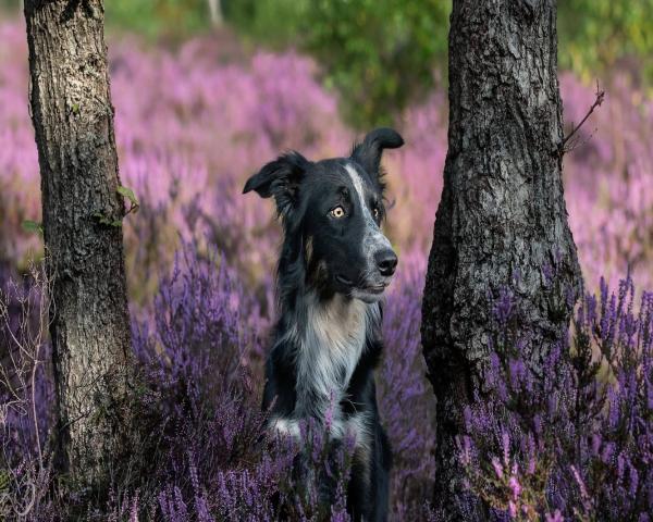 dog friendly cottage porlock, exmoor dog friendly cottage, exmoor dog holiday, 