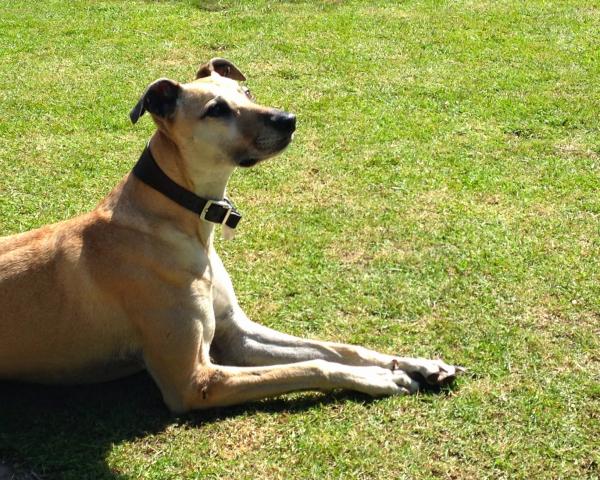 Luxury Dog Friendly Cottages The Best Of Exmoor
