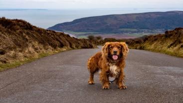 Dog Friendly Cottages