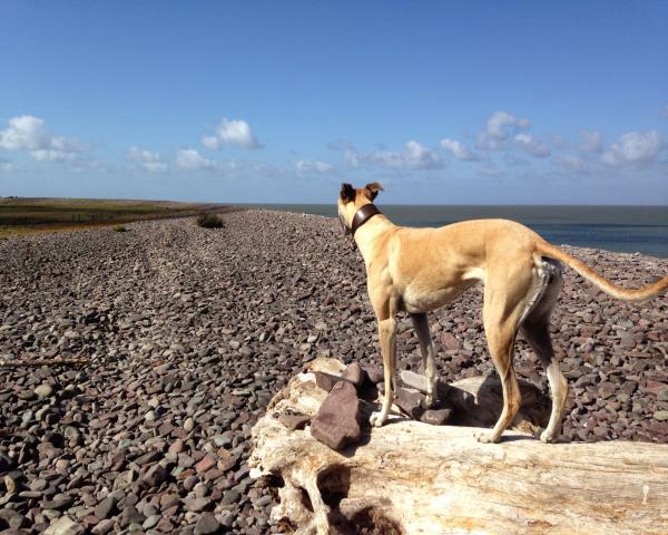 Dog Friendly Exmoor Holiday Cottages The Best Of Exmoor