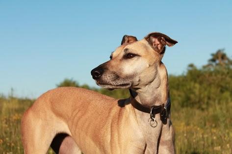 Dog friendly cottages Exmoor