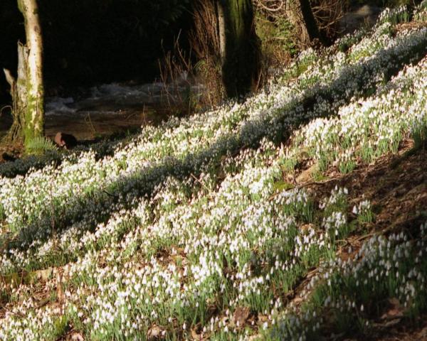 Cottages for february half term, feb half term cottages, 