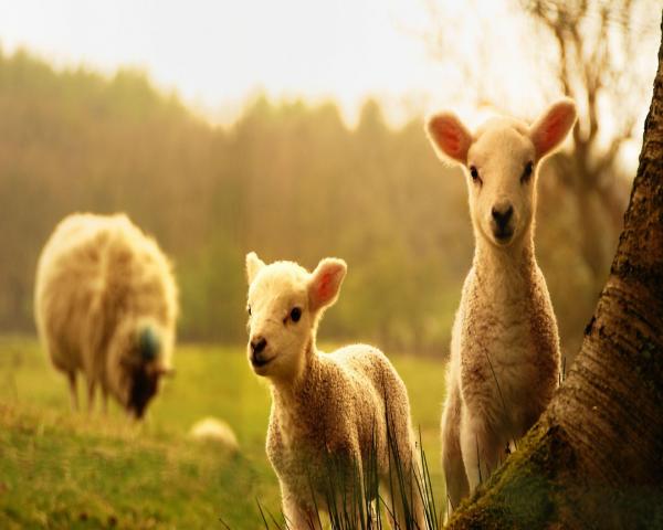 easter break devon, easter break somerset, holiday cottage for easter, easter 2023 cottage, holiday cottage for easter