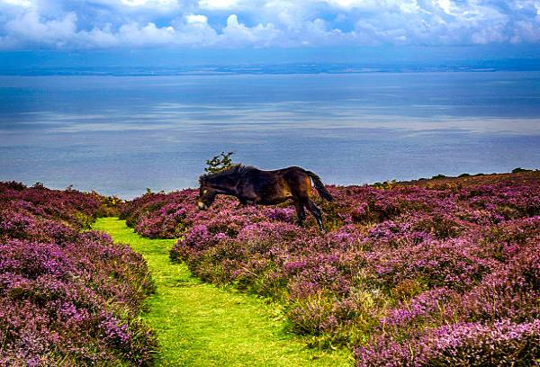 self catering somerset may, accommodation may day holiday, somerset may day, devon may day, bank holiday accommodation