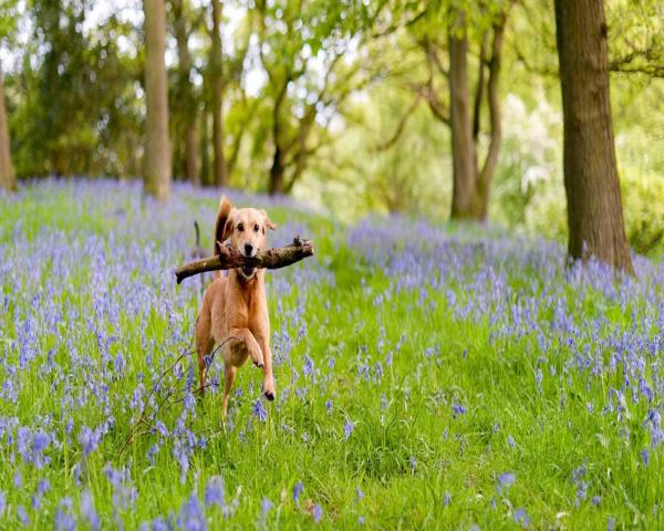 self catering somerset may, accommodation may day holiday, somerset may day, devon may day, bank holiday accommodation