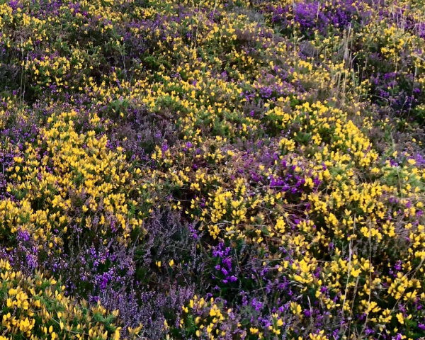 Exmoor holiday cottages, Cottages in Lydeard St Lawrence, Lydeard St Lawrence airbnb, Holiday cottages in Lydeard St Lawrence, Lydeard St Lawrence cottages, Self catering cottages on Exmoor, Lydeard St Lawrence self catering, Lydeard St Lawrence holiday cottages dog friendly