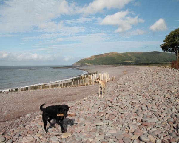 the tree at porlock weir looking across to Hurlstone points