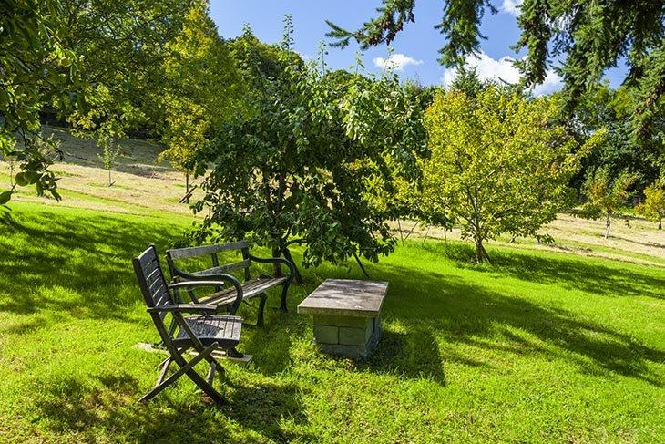 picnic area in the orchard