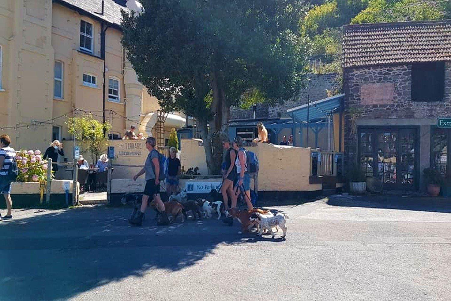 Dogs welcome at Porlock Weir