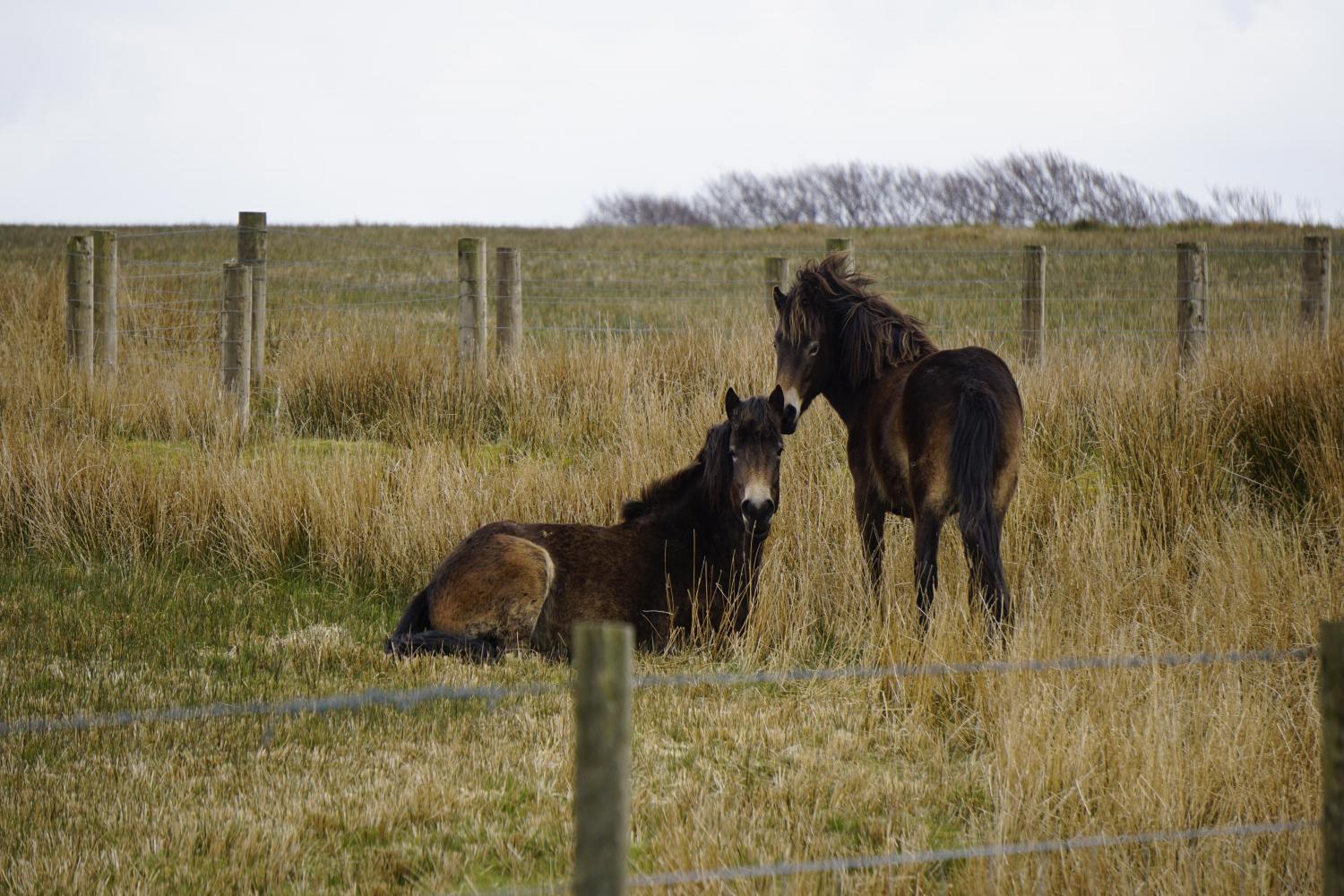 Exmoor Ponies - Little Bray is just 2 miles from Exmoor National Park