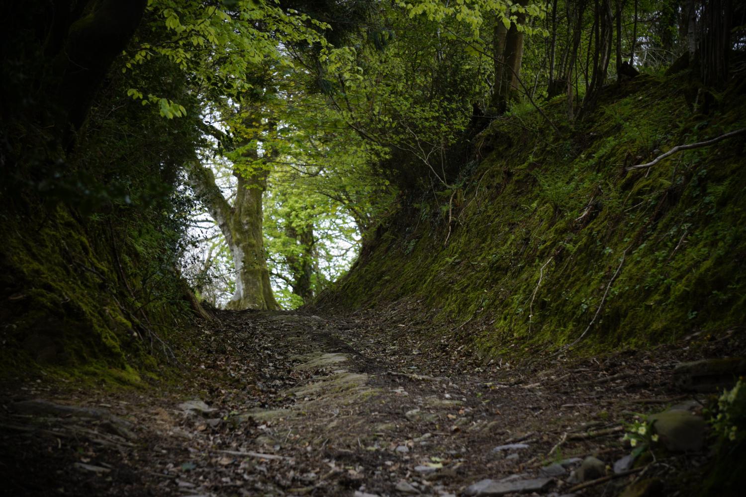 Woodland walk to the river