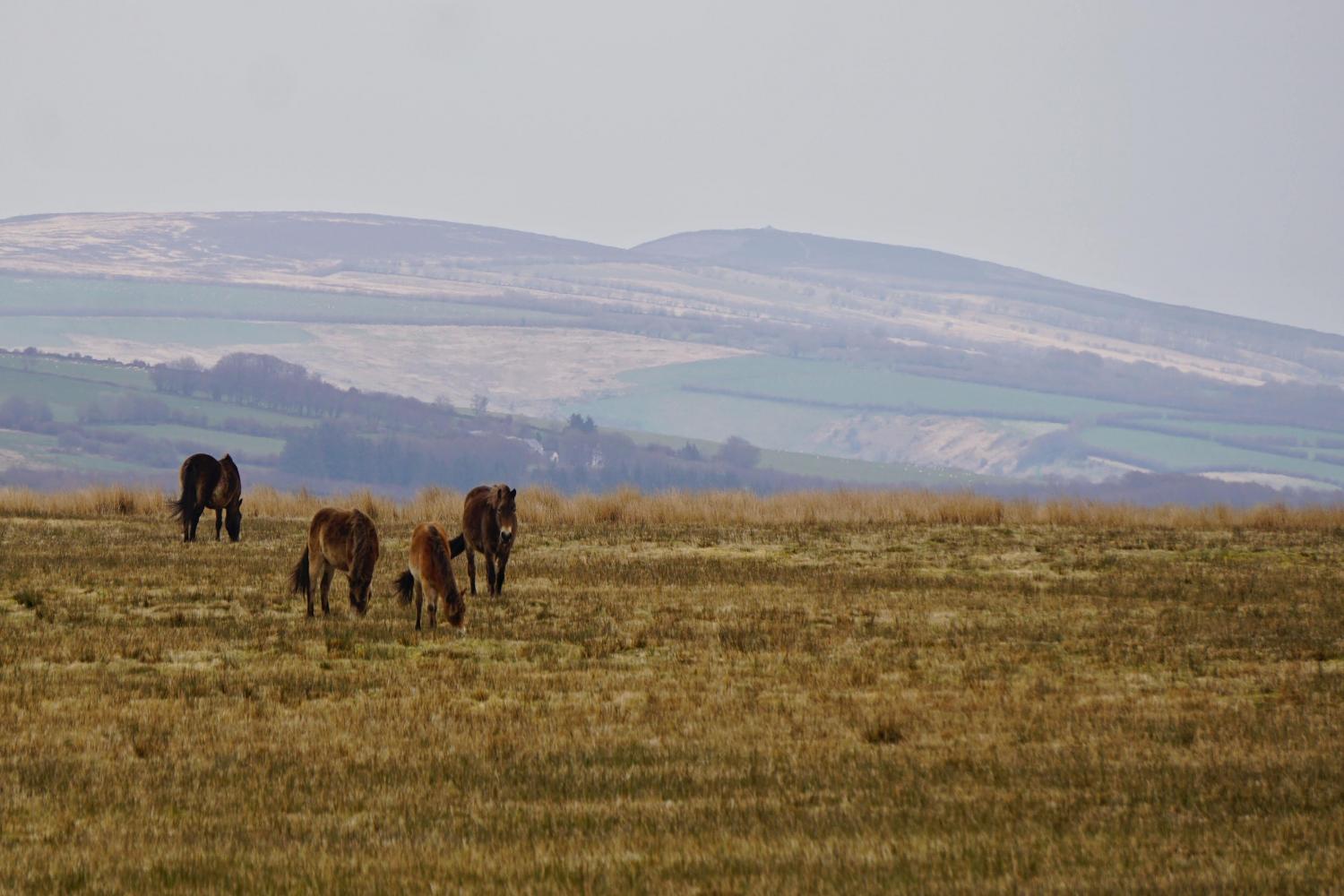 Exmoor Ponies - Little Bray is just 2 miles from Exmoor National Park