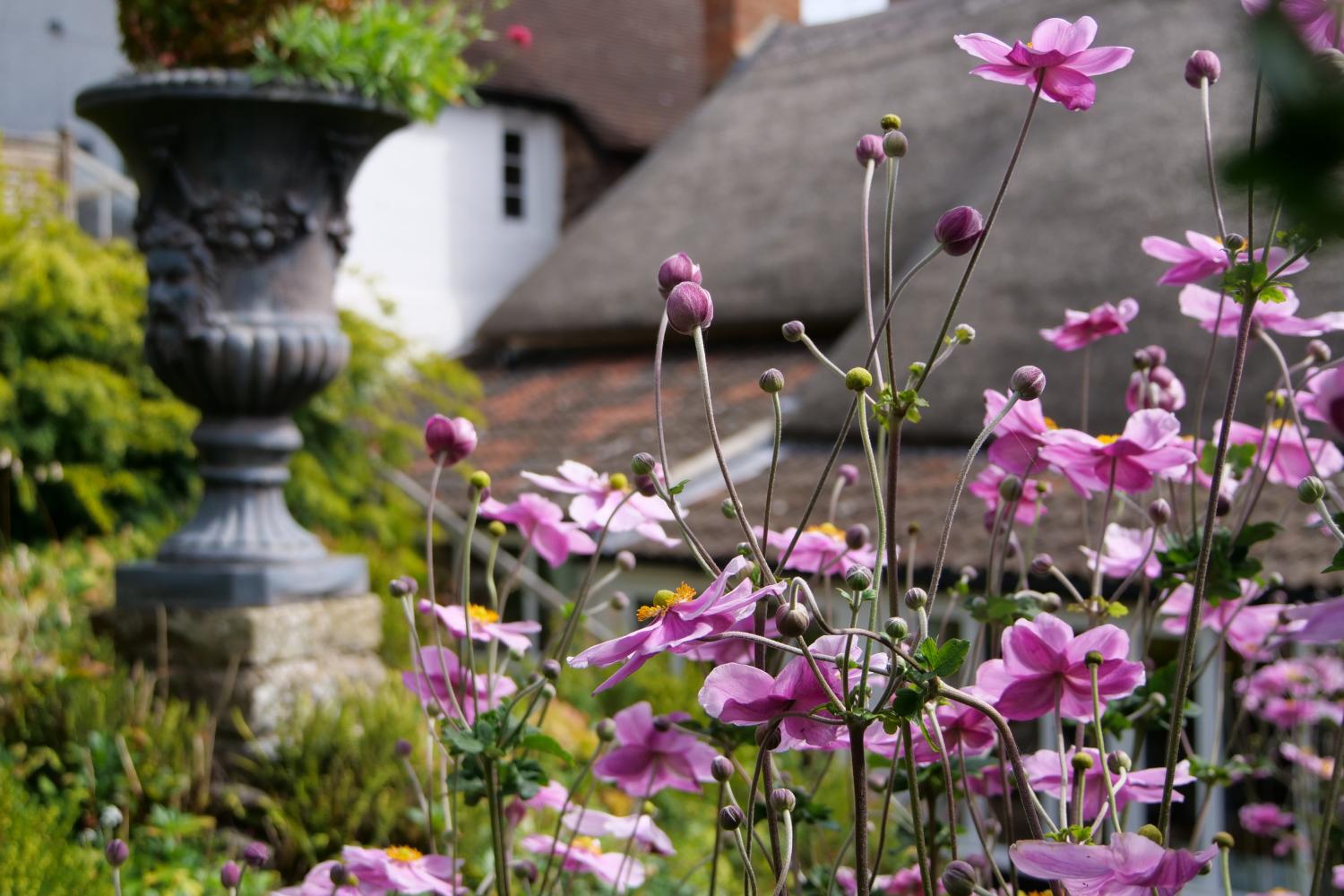 Japanese anemones in the sun