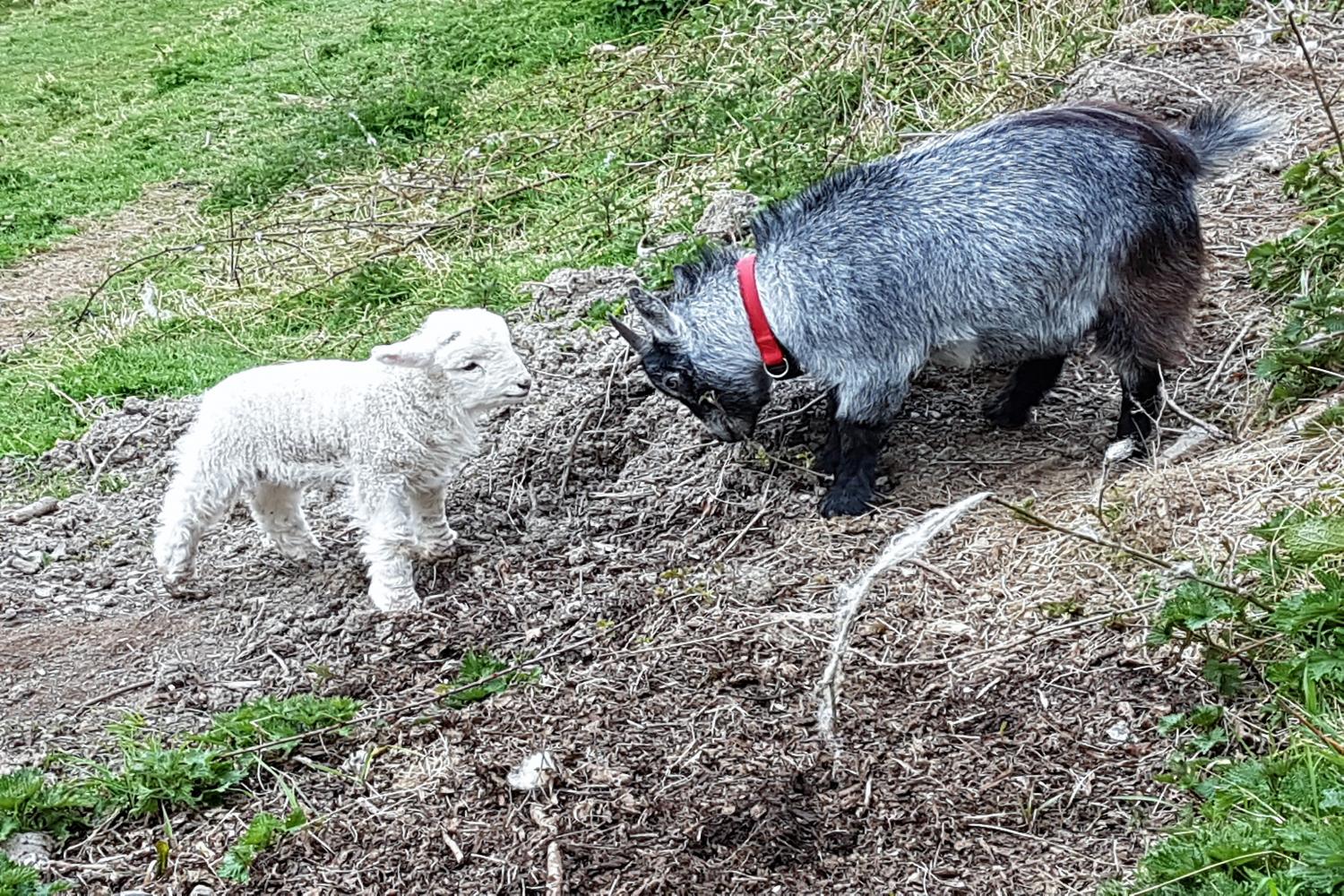 Exmoor lamb meets Dougal the pygmy goat.