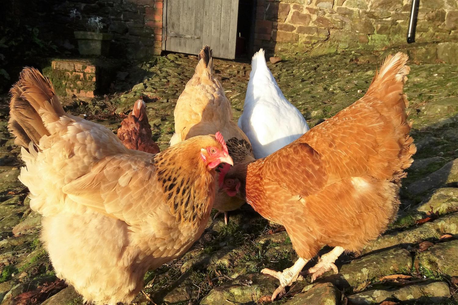 Chickens enjoying the morning sun