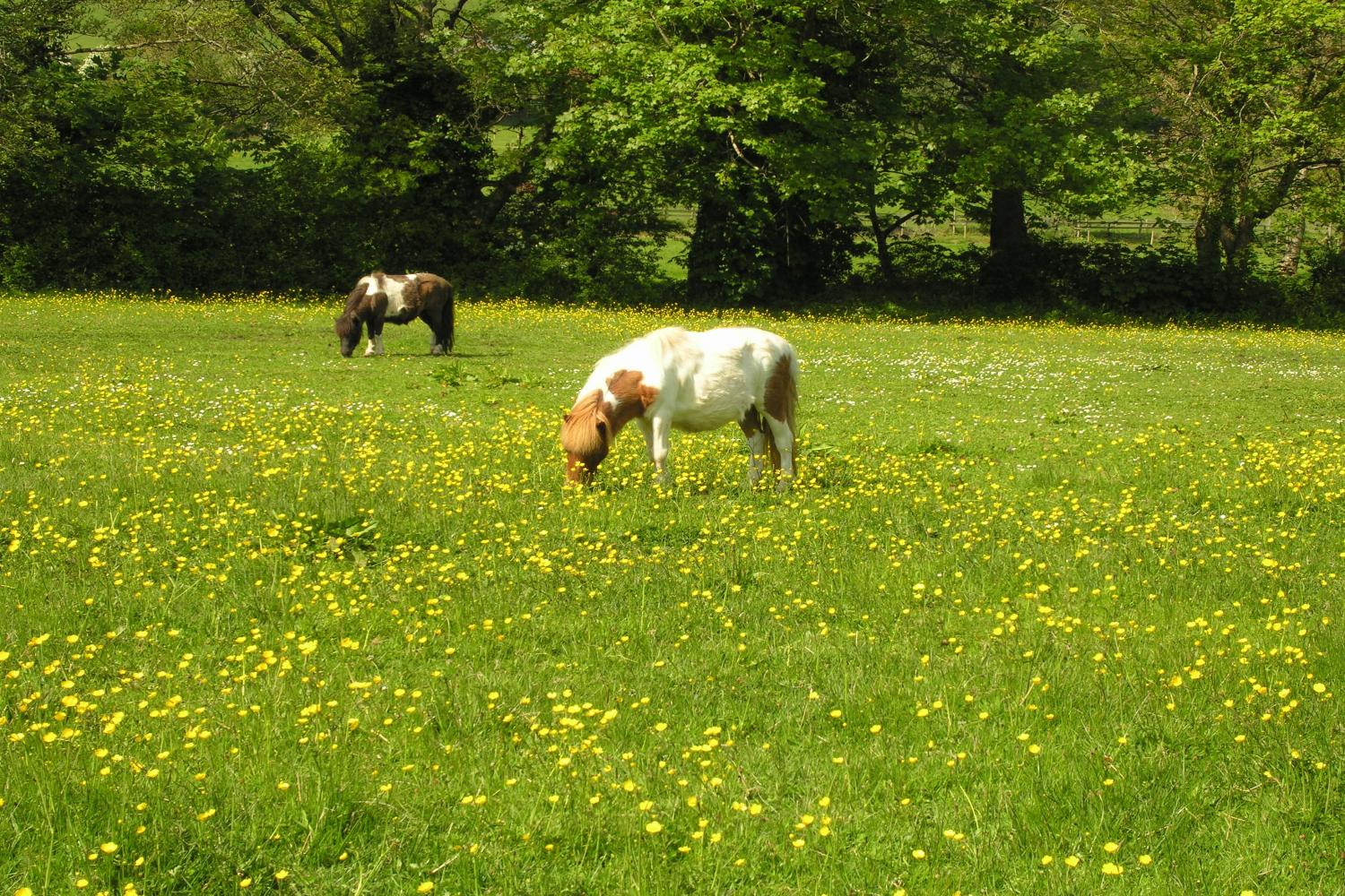 The Shetland Ponies - Freddie & Phoenix