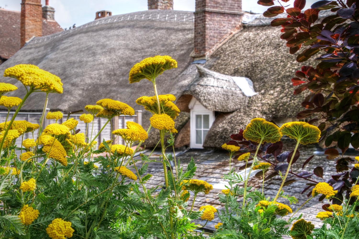 Views of the thatched roof.