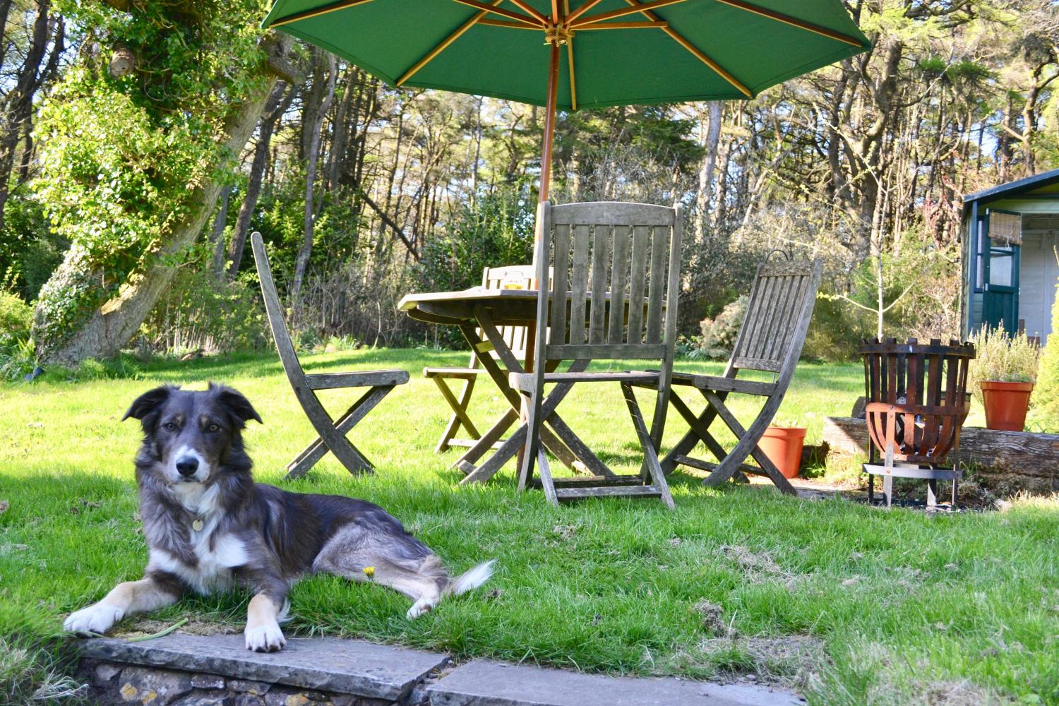 Our puppy enjoying the sun