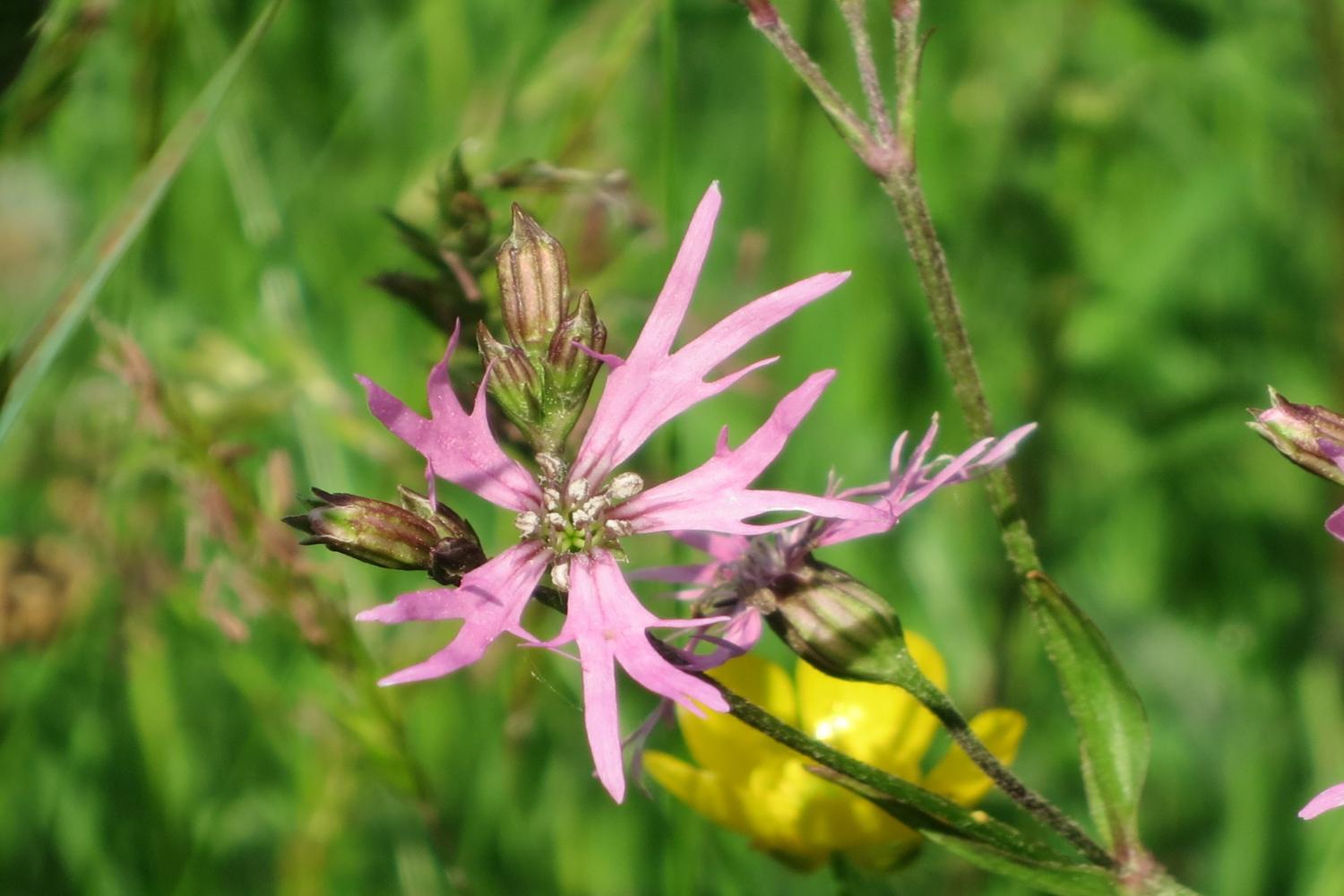 summer wild flowers - ragged robin