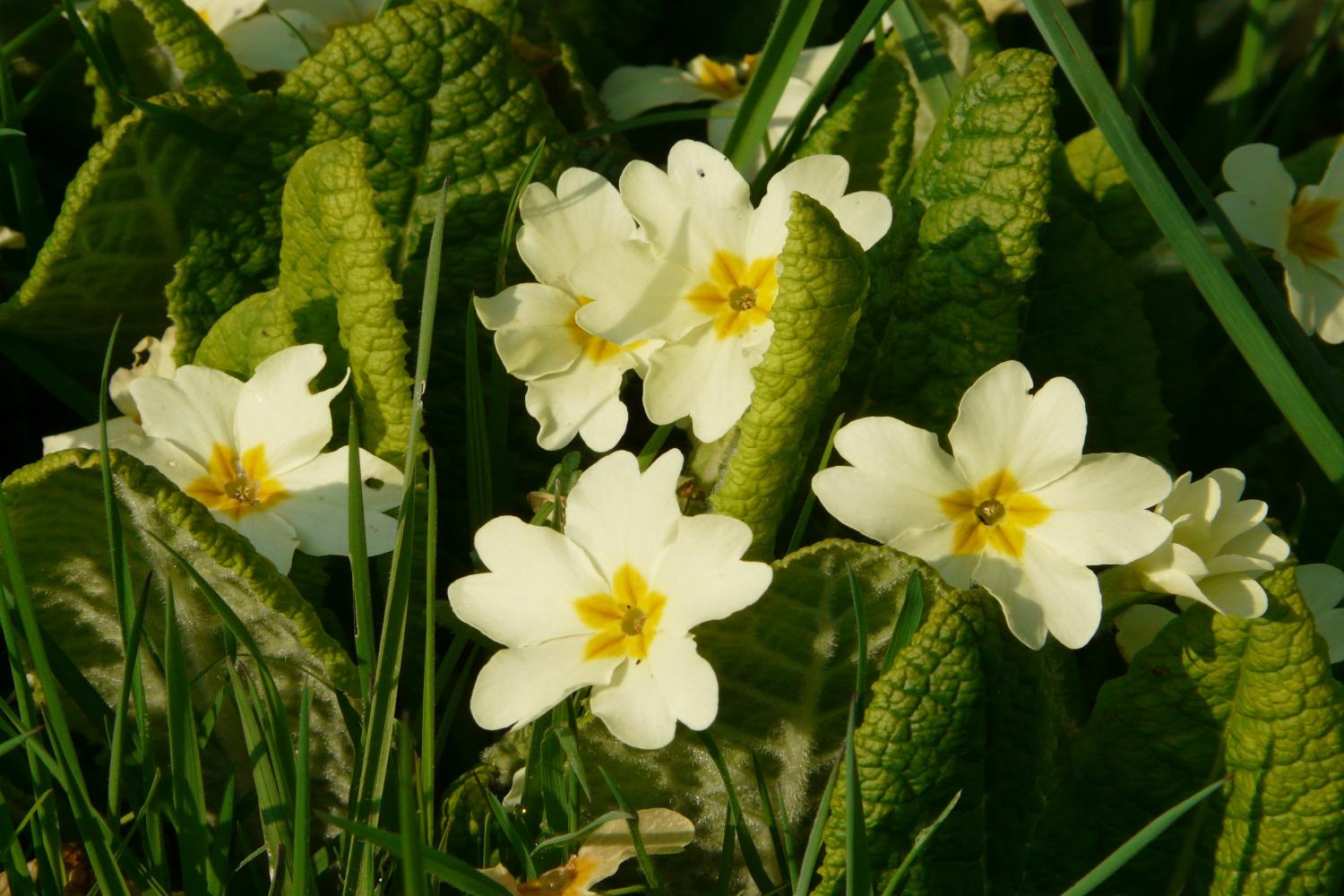 spring in the wildflower meadow