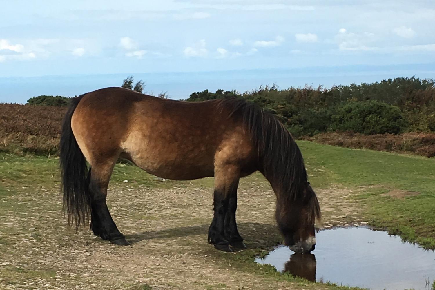 Exmoor Pony, of which there are plenty!