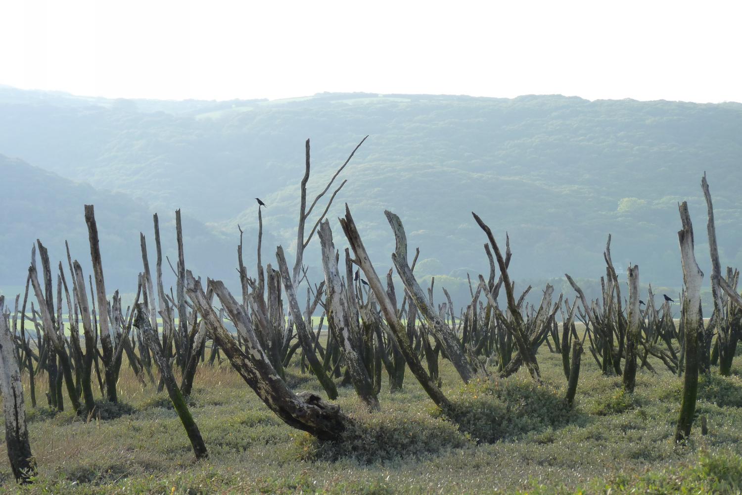 Sunken woods on Porlock Marsh.