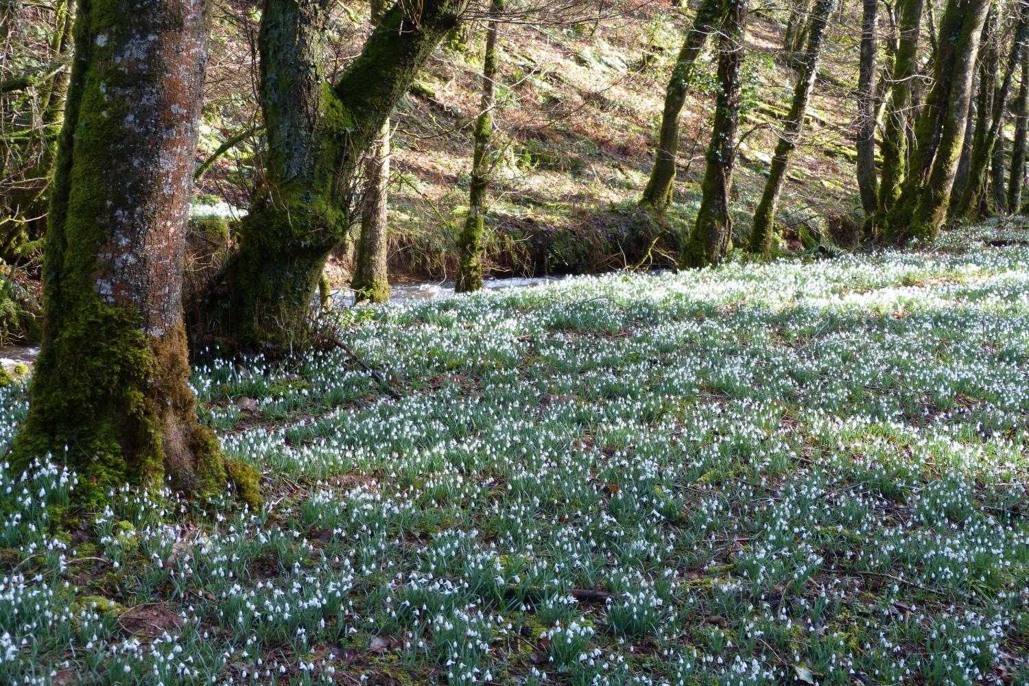 Snowdrop valley is at its best in January and February, and is a half hour walk from the cottage