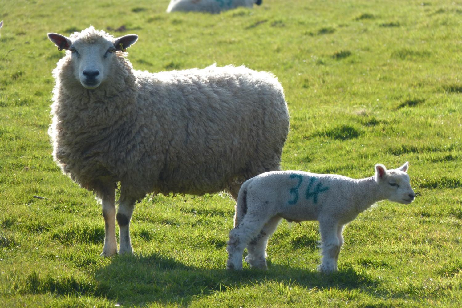 East Harwood is a working farm