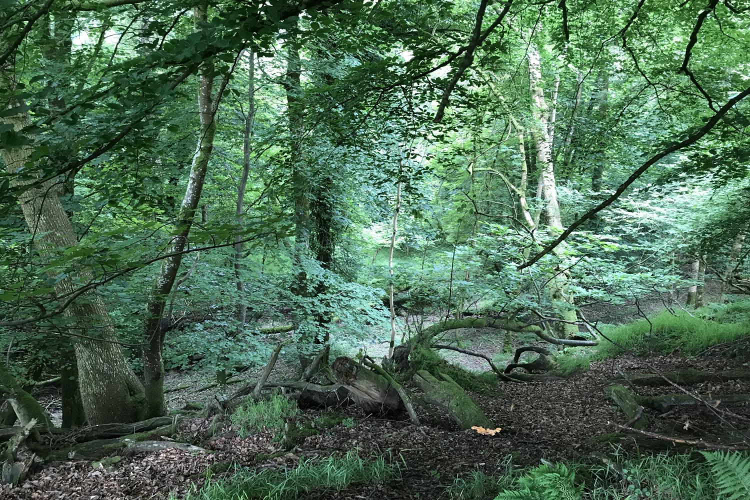 The Cowshed woodland on the farm