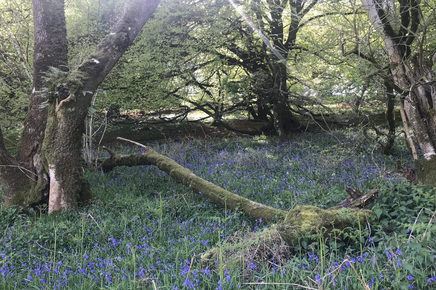 Walks from The Cow Shed with bluebells in the woods