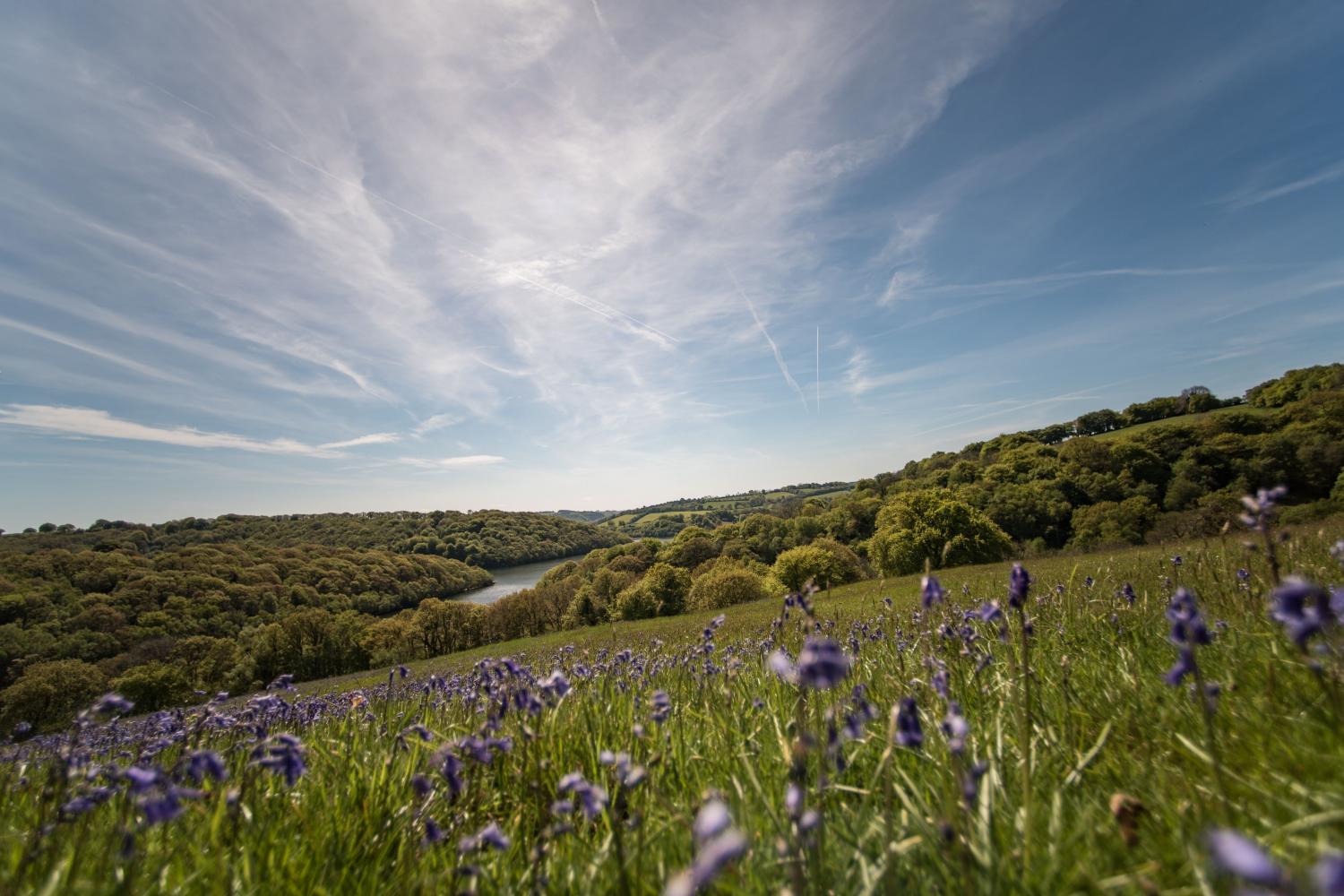 Middle Stolford bluebells by the reservoir