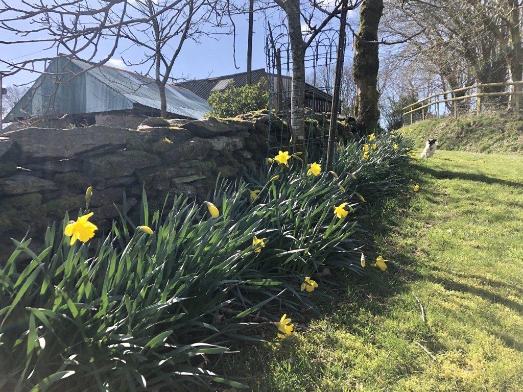 Flowers in every corner of the farm