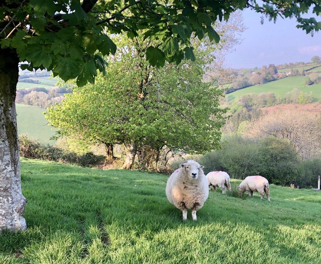 Our flock of Exmoor Horn sheep