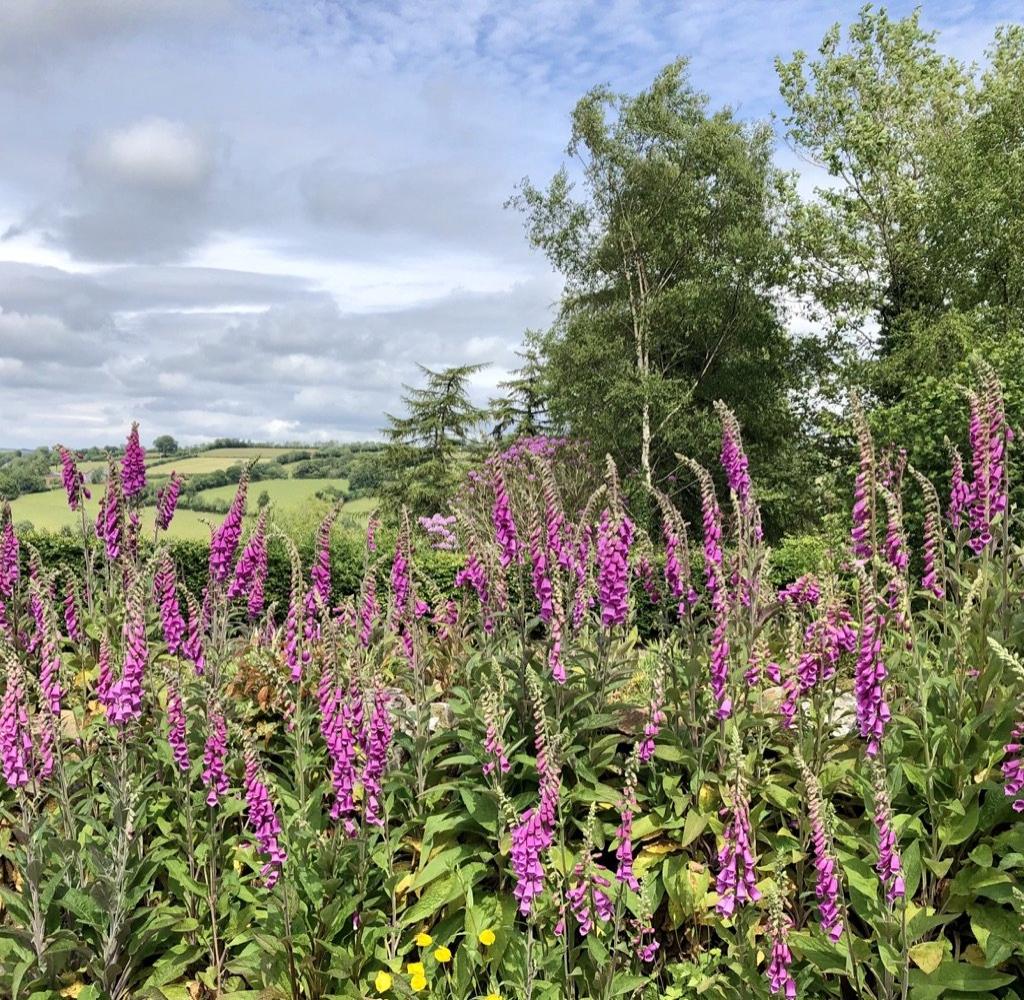 A riot of foxgloves at The Piggery in May