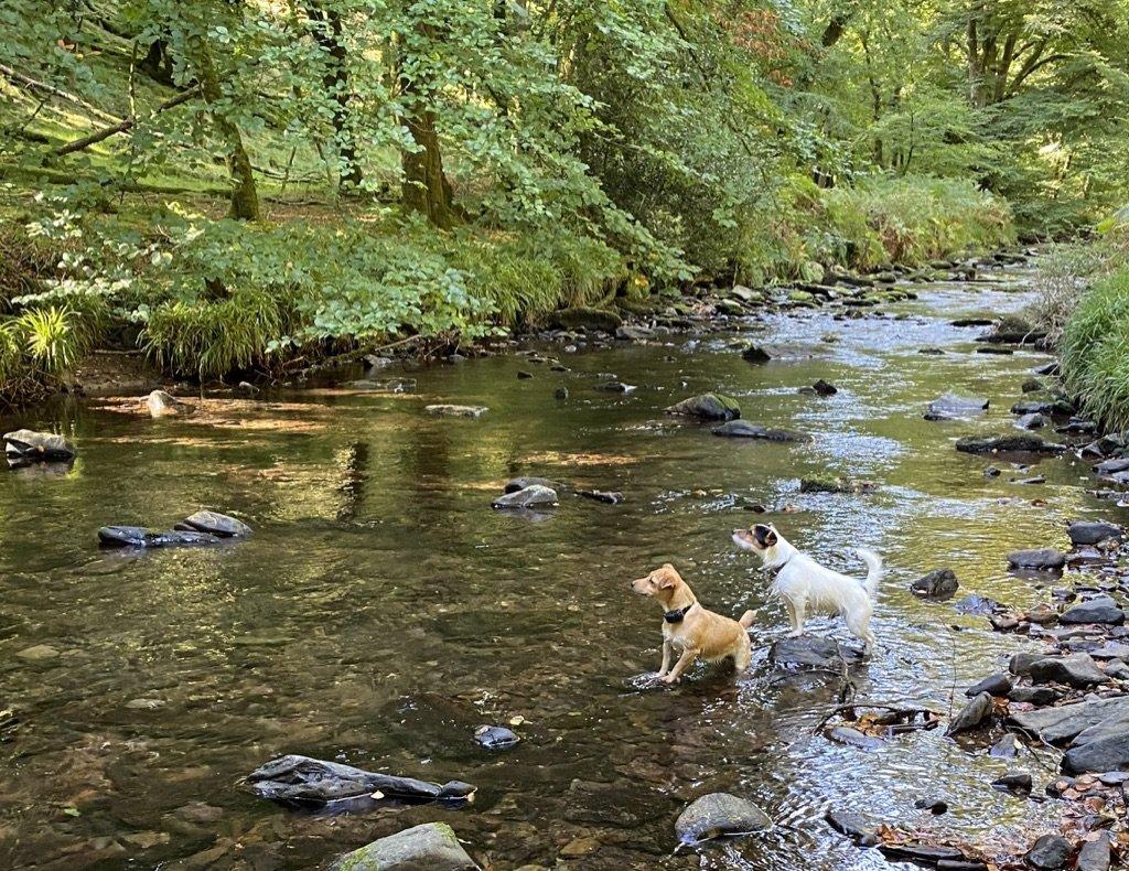 Fabulous dog walks from The Piggery