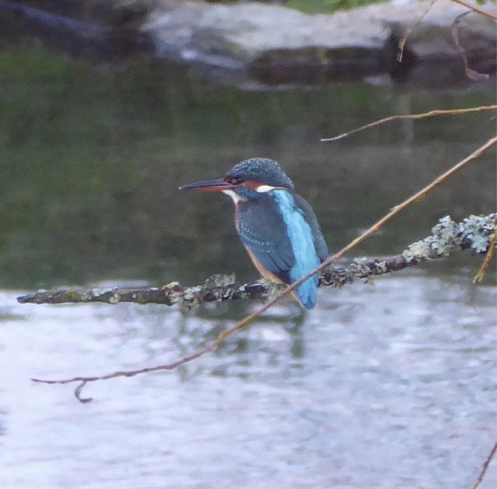 Wildlife at Stockham Farm