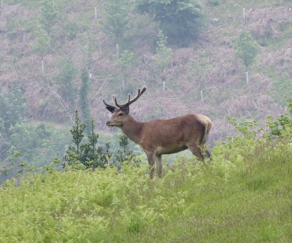 Red deer are seen at Stockham Farm