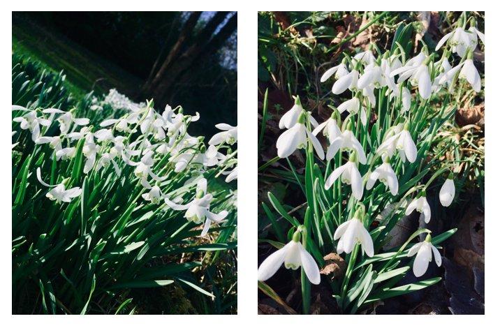 Snowdrops - Travellers rest is located in the wonderful Snowdrop Valley