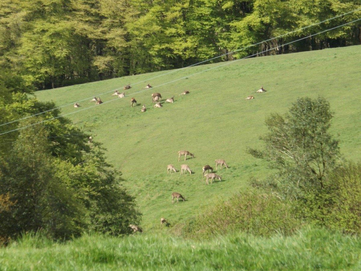 These deer can be seen just a few minutes from the cottage