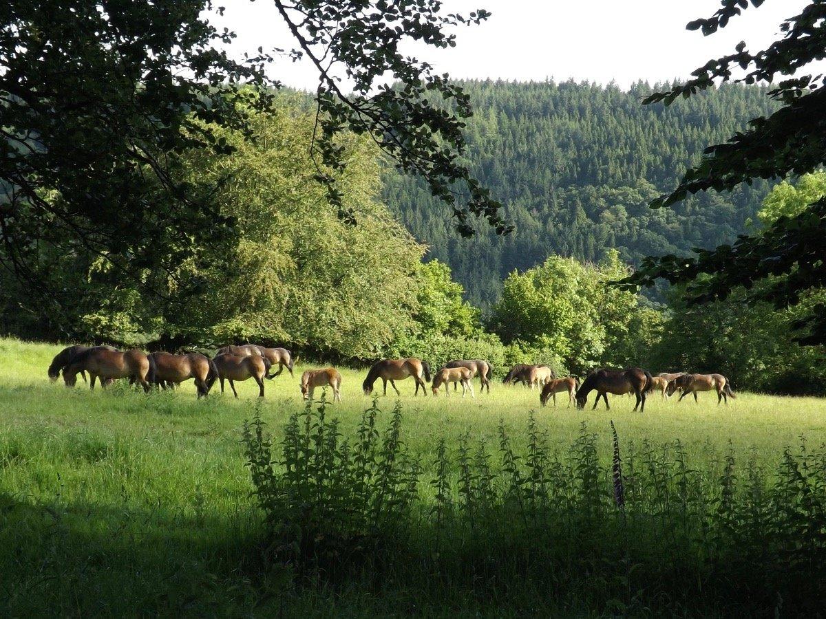 Exmoor ponies grazing opposite the cottage.