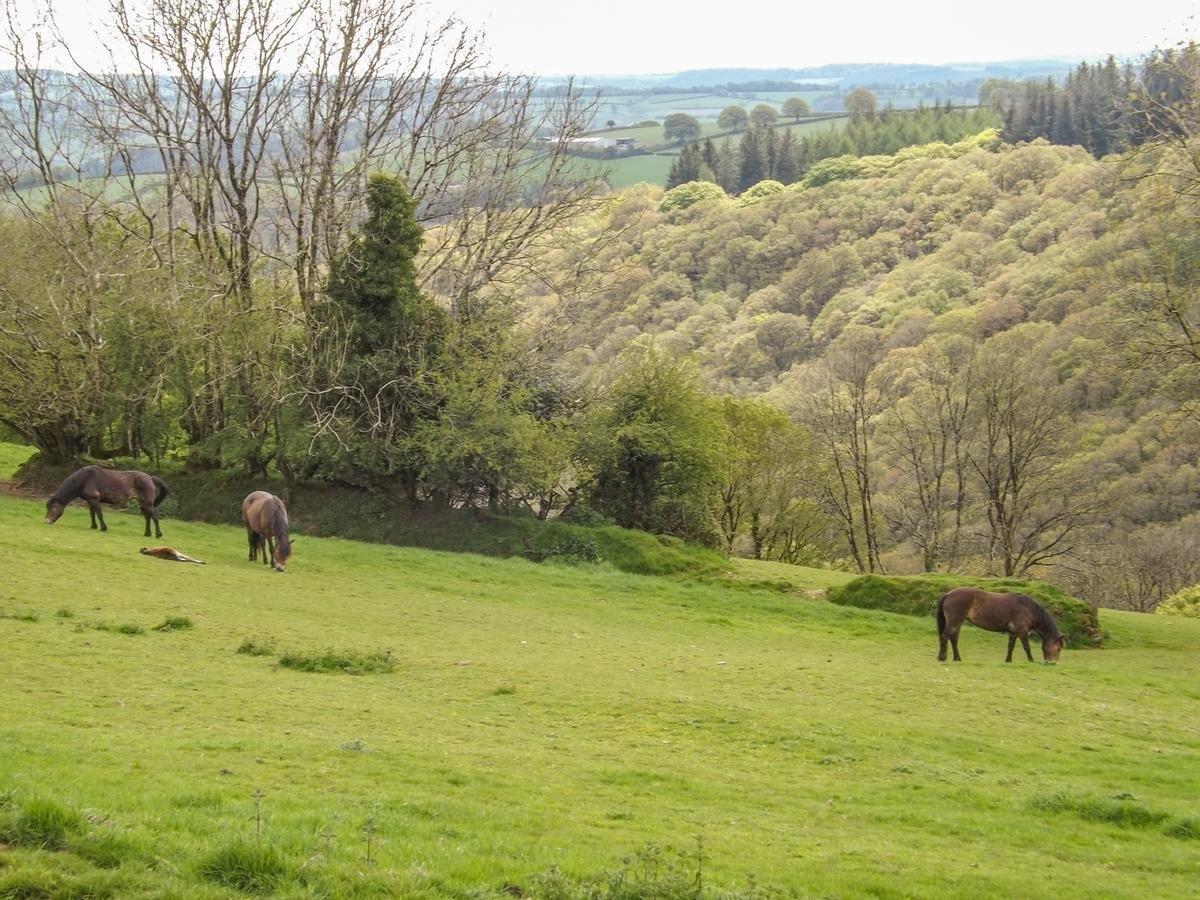 Opposite the cottage, the River Barle is in the valley.