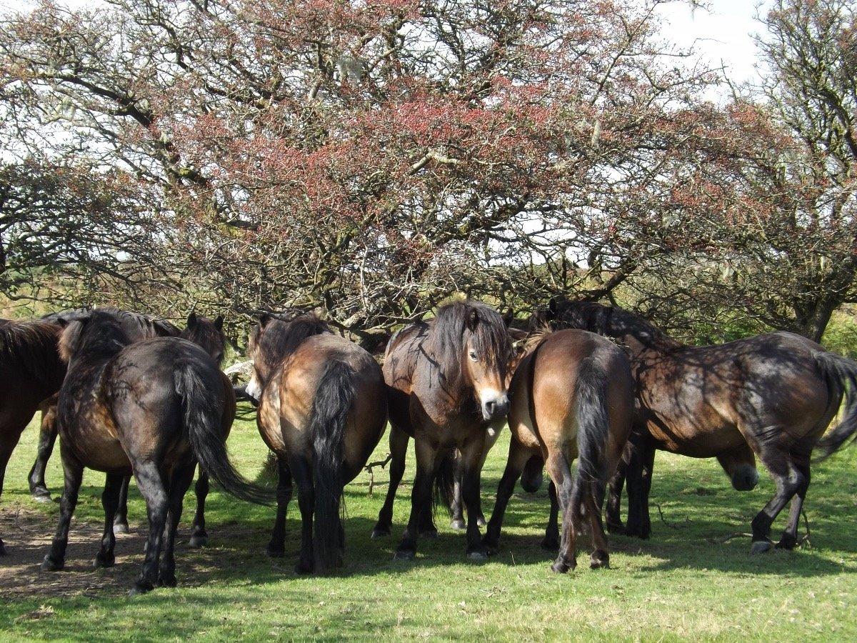 Exmoor ponies on Winsford Hill