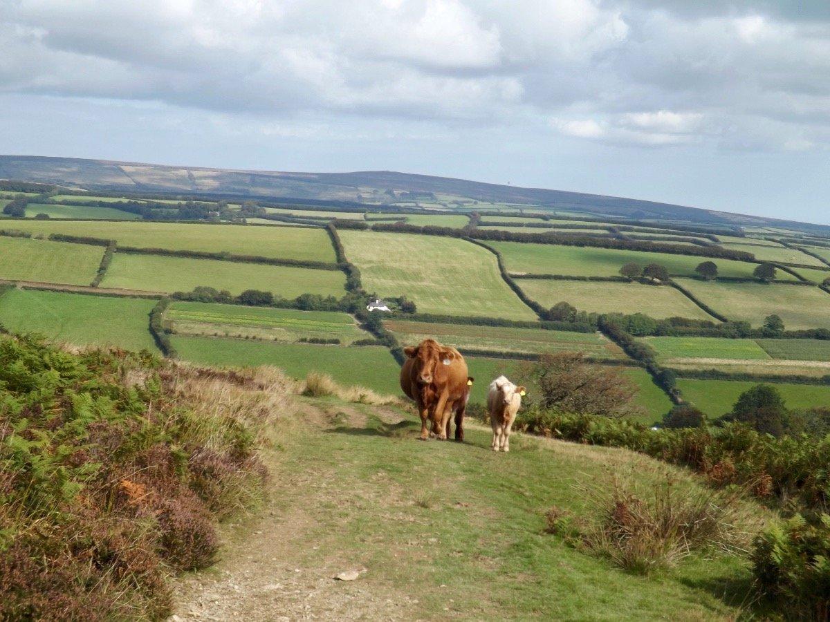 On Winsford Hill, looking towards Dunkery Beacon