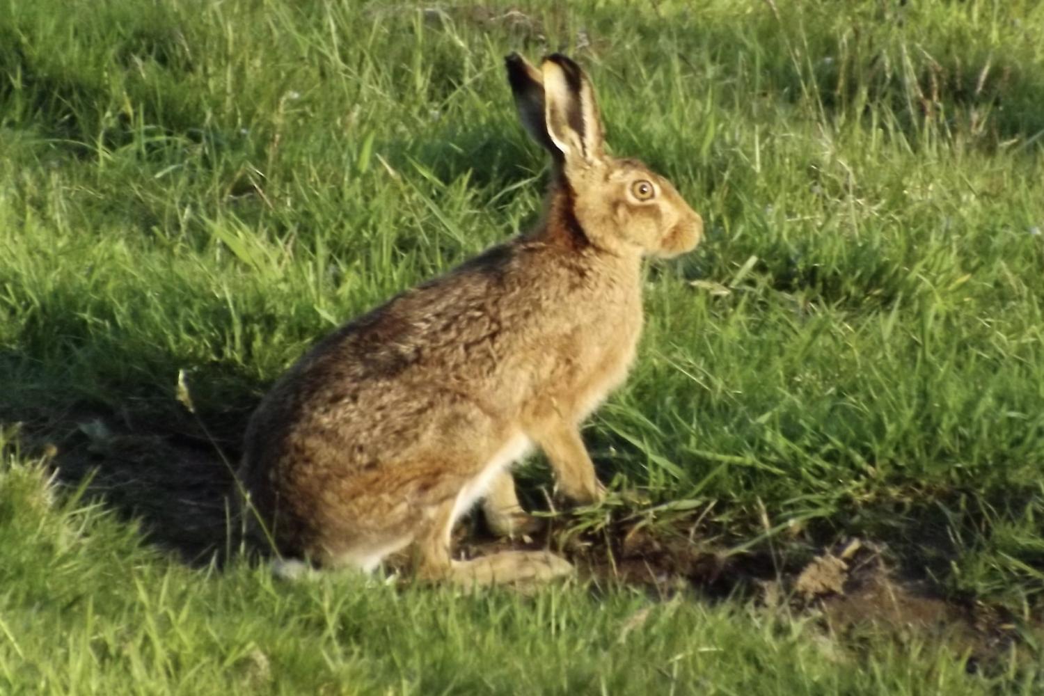 Brown Hare near the cottage