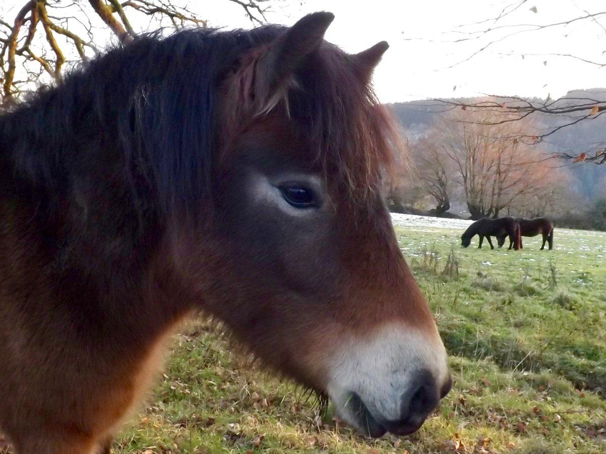Exmoor pony immediately opposite the cottage in winter
