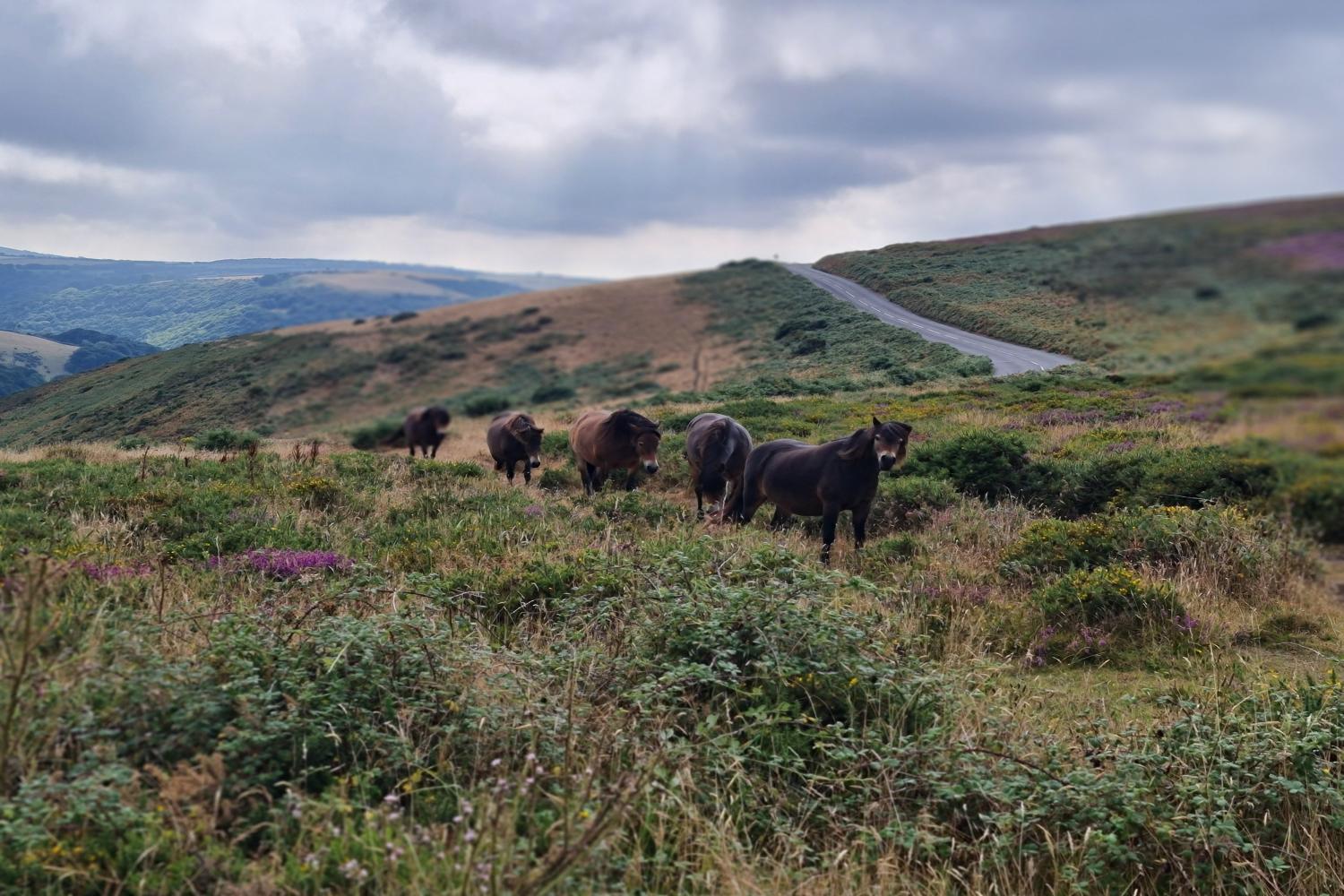 Exmoor Ponies on the way to Lynmouth